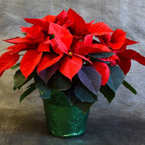 redpoinsettia